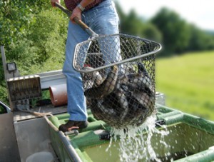 Fish Stock Deliveries At Farmers Coop