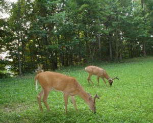 Food Plot Seed Blends At Farmers Coop