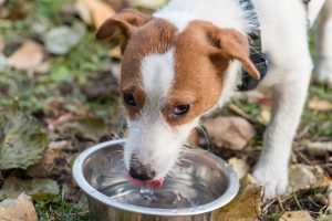 Dog drinking water from bowl.