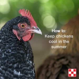 Chicken: how to keep chickens cool in the summer