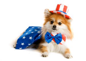 Adorable Pomeranian puppy decked out in an Uncle Sam Suit. Isolated on white.