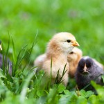 Baby chicks in grass