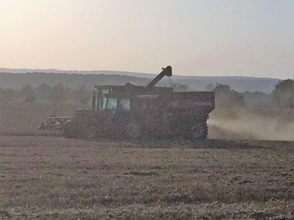 wheat grower test plot