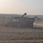 wheat harvest pic