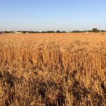wheat grower test plot