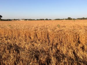 Wheat field and Wheat Grower Test Plot Results