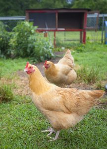 two hens; Introducing New Chickens to Your Flock