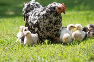 Hen and chicks in grass