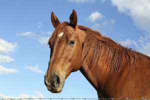 Disaster Readiness Plan For Horses