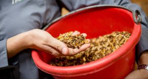 hand holding Horse Feed Nutrition in a bucket