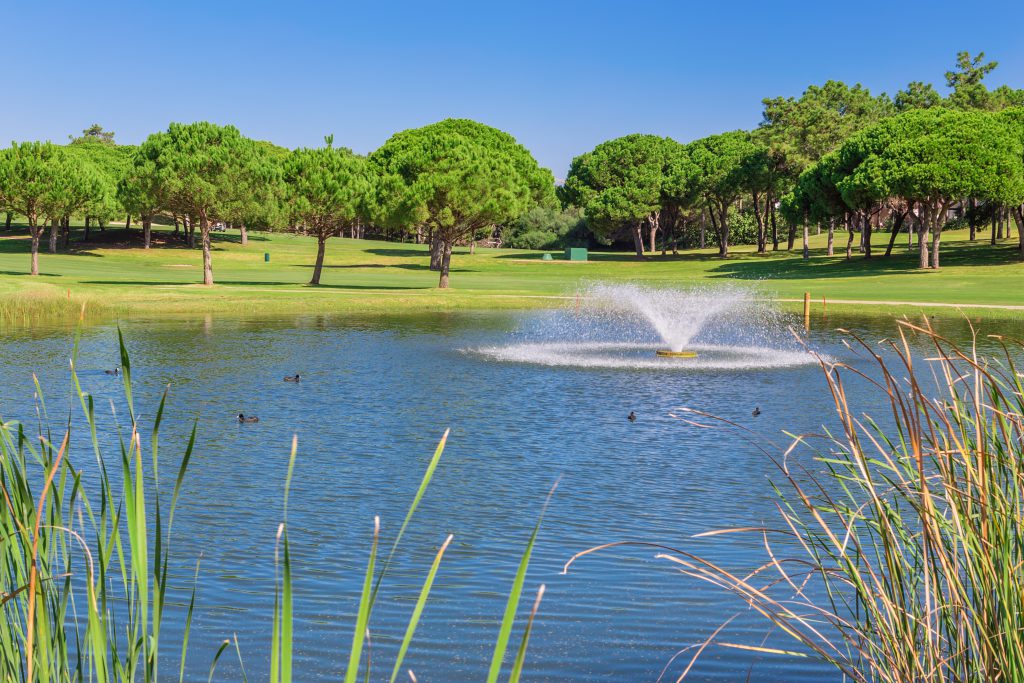 healthy pond