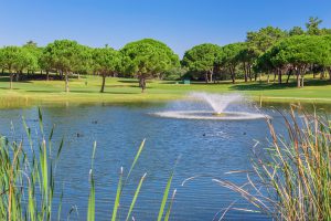 healthy pond