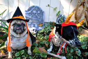 Pet Halloween Safety