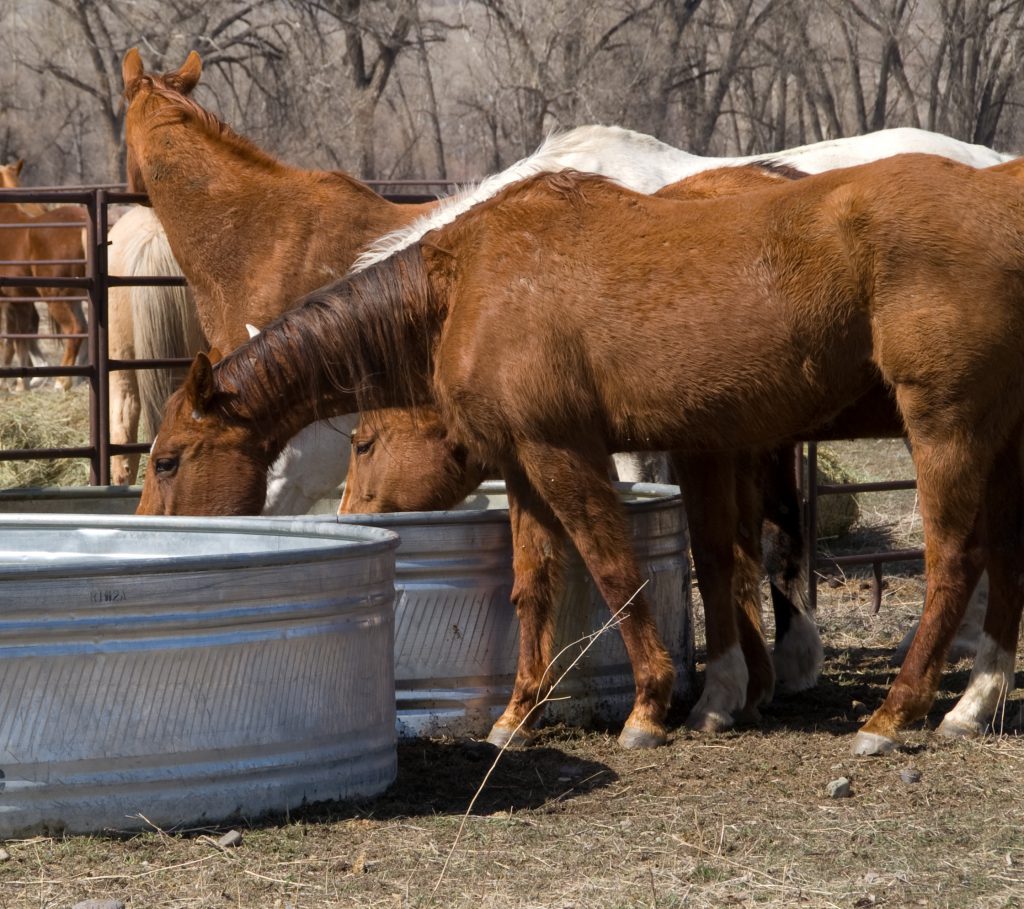 Winter Tips for Taking Care of Your Horse