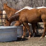 Thirsty Horses