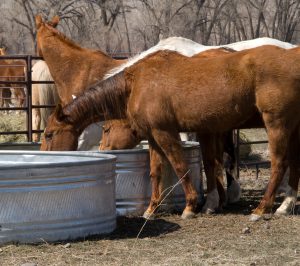 Horses drinking