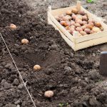 Finished process of planting potato field in the vegetable gard