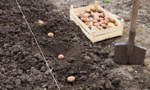 Spring Onions and Seed Potatoes at Farmers Coop