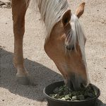 Adobestock_Horse eating pellets_1019251105
