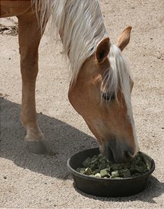 Horse eating pellets
