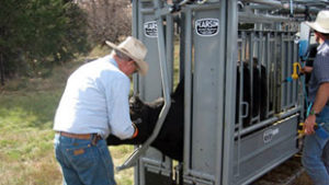 Cattle in Pearson Livestock Equipment