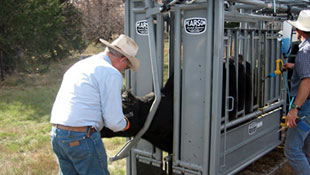 pearson livestock equipment