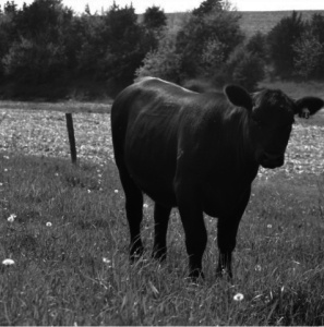 Black and white photograph of a cow in a field