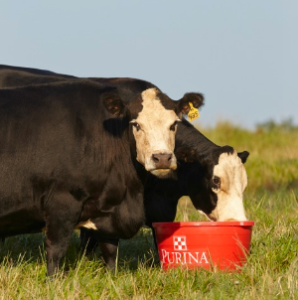 Cattles eating Mineral rich food