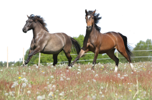 grey Chestnut Horses, Farmer's Co-op