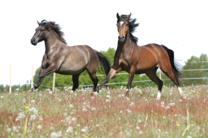 Seasonal Diet Changes for Horses