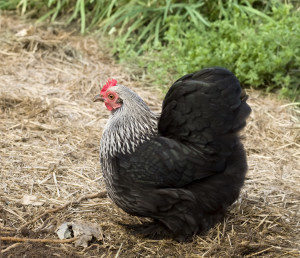 Three Steps to a Peaceful Backyard Flock