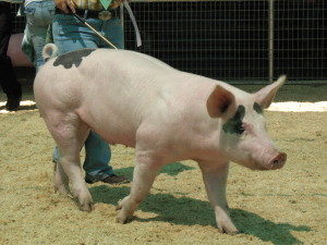 Pig being walked at show