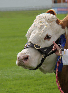 Show cattle being led by person in ring