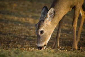 Deer eating whole corn