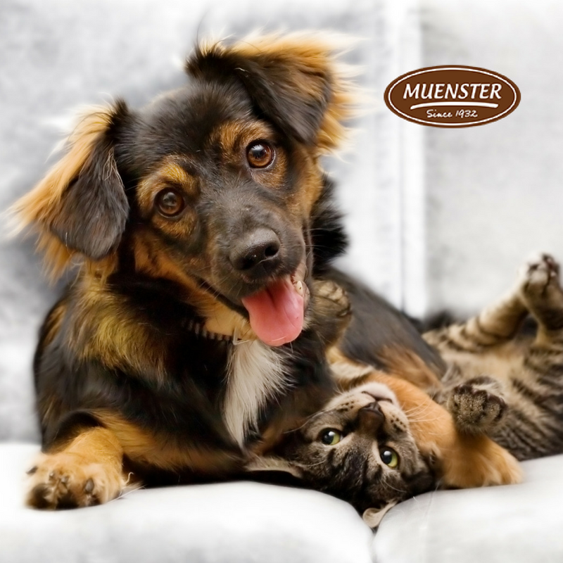 pick-up-muenster-dog-food-at-the-coop