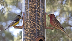 wild birds eating from wild bird feeders
