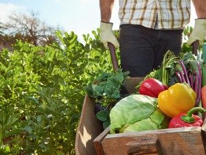 fall garden vegetables in a wheel barrow