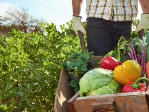 fall garden vegetables in a wheel barrow