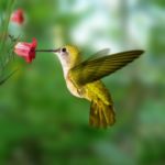 Hummingbird Nectar Recipe