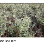 Buckbrush Plant Plant from Jay c