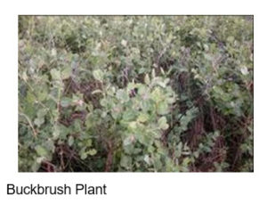 Buckbrush