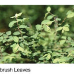 Buckbursh leaves from Jay C