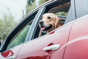 Pet Travel Safety Tips