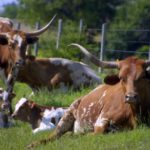 Forage Snapshot_AdobeStock_Longhorns in Pasture_3463899