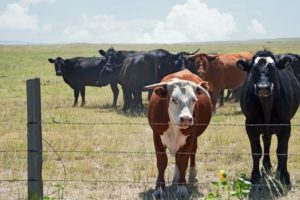 Drought Stressed Beef Cattle