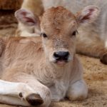 Weaning_Dollarphotoclub_99773158_Small Calf (1)