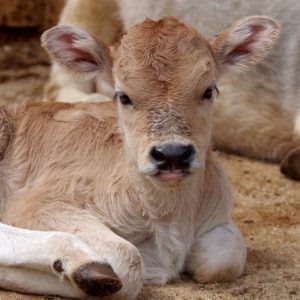 Calf being weaned