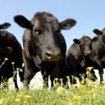 blackcows