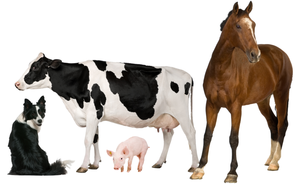 livestock feed Farmer's Coop