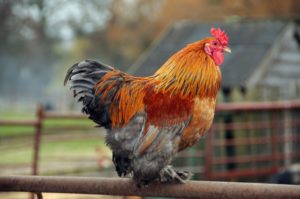 Red rooster sitting on a farm fence.